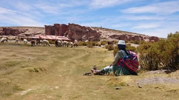 Eine Lama Herde und ihre Schäferin in einer grünen Oase der Wüste